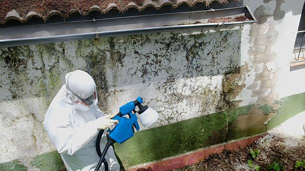 Top rated local Mold Remediation specialists in Livingston, TN